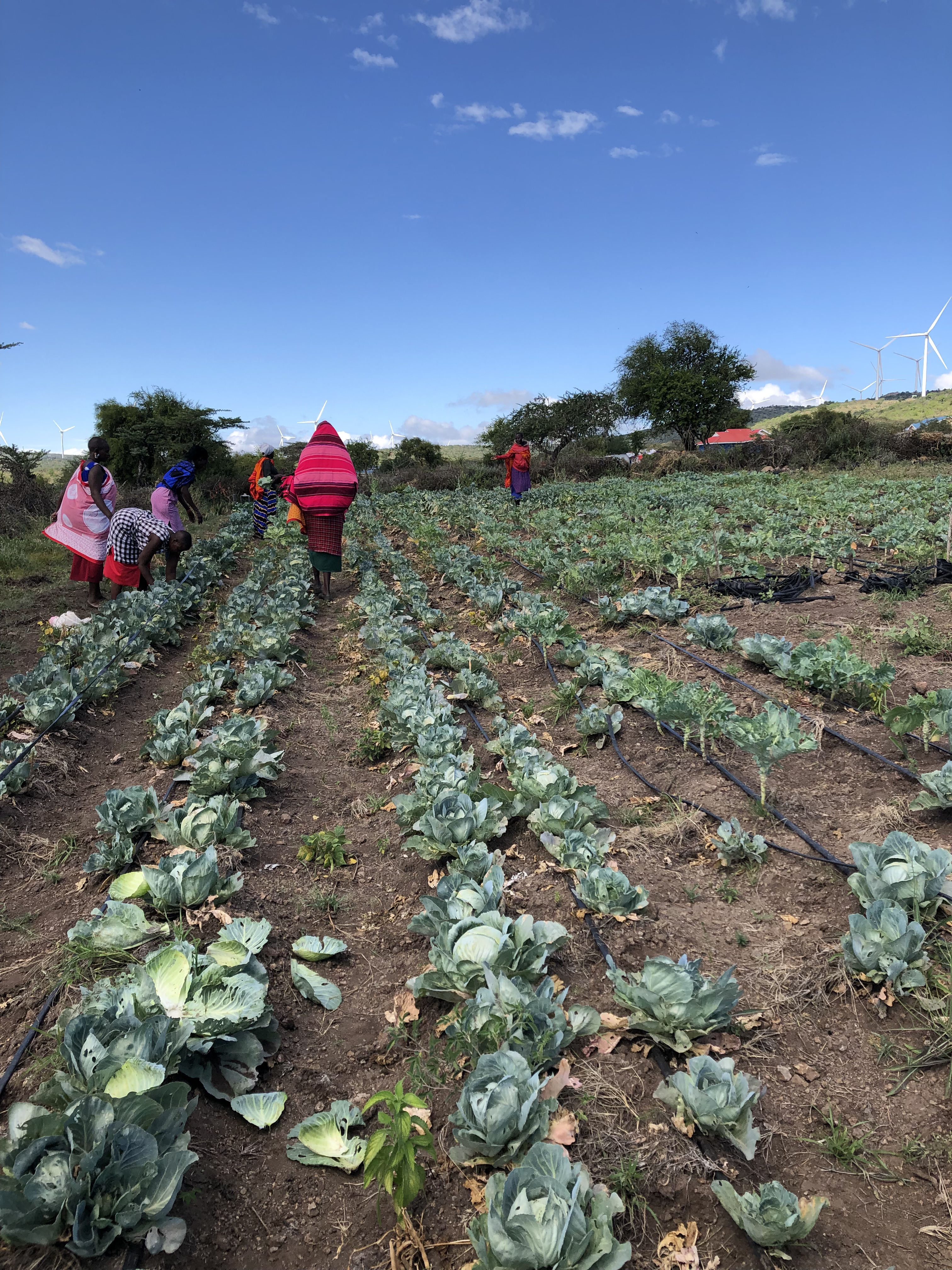 Food Systems Gallery