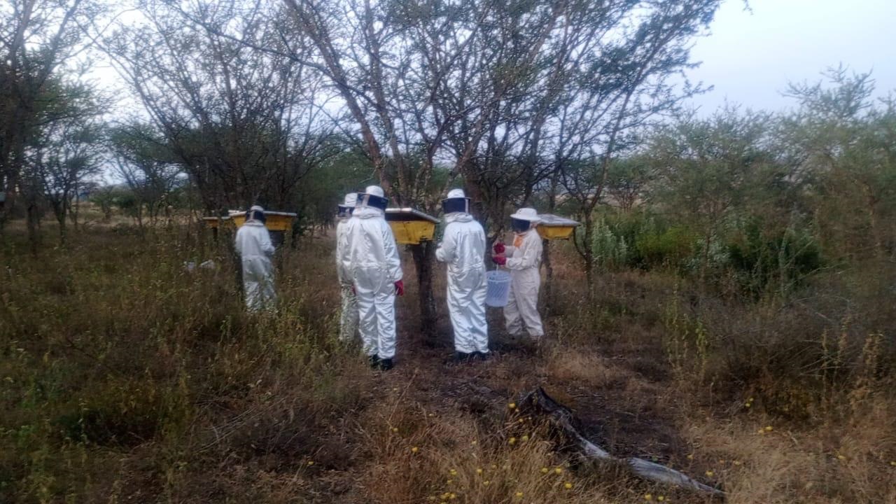 Beekeeping Training