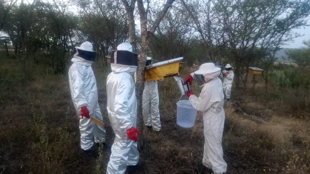 Beekeeping Gallery