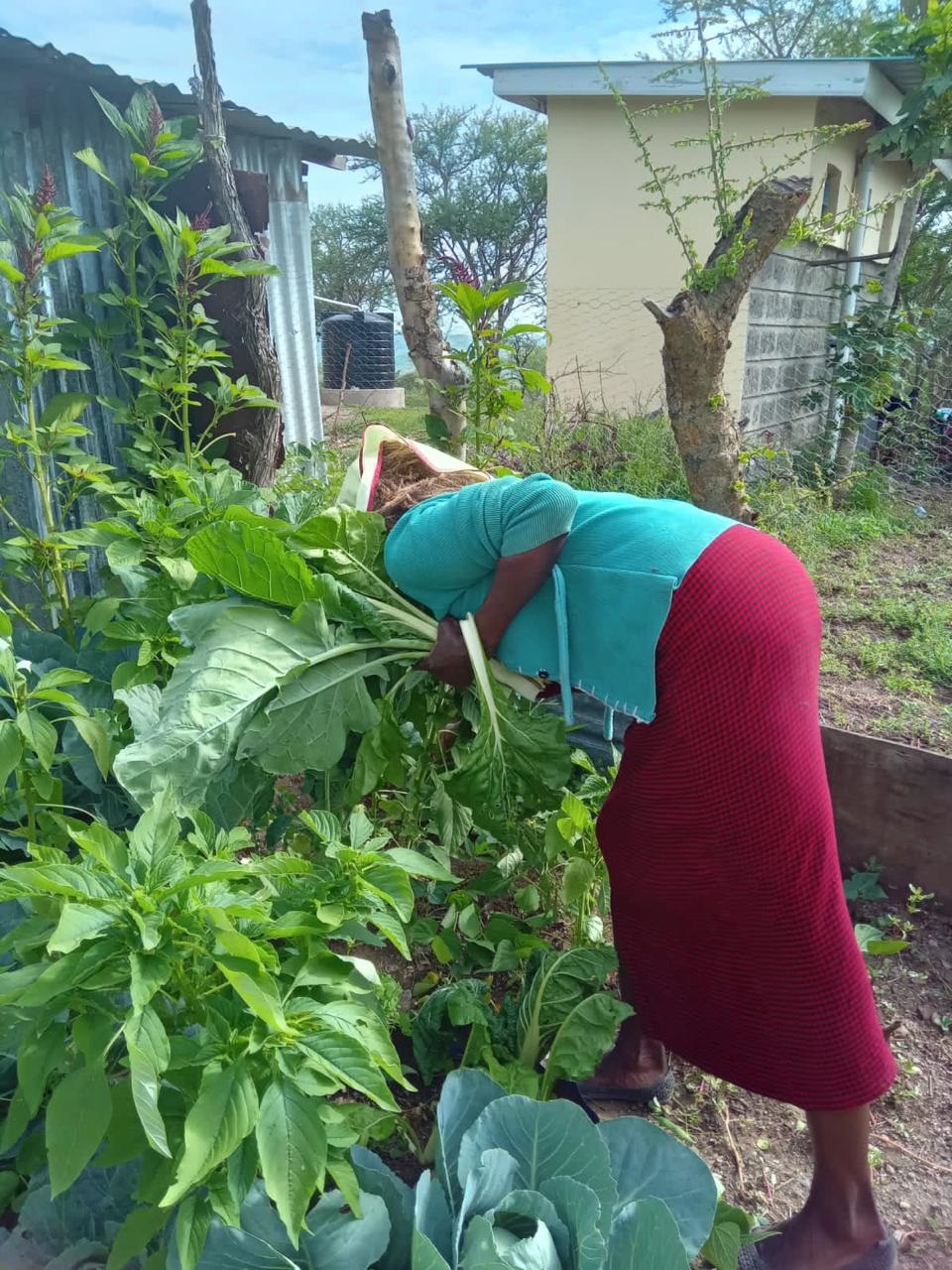 Kitchen Gardens